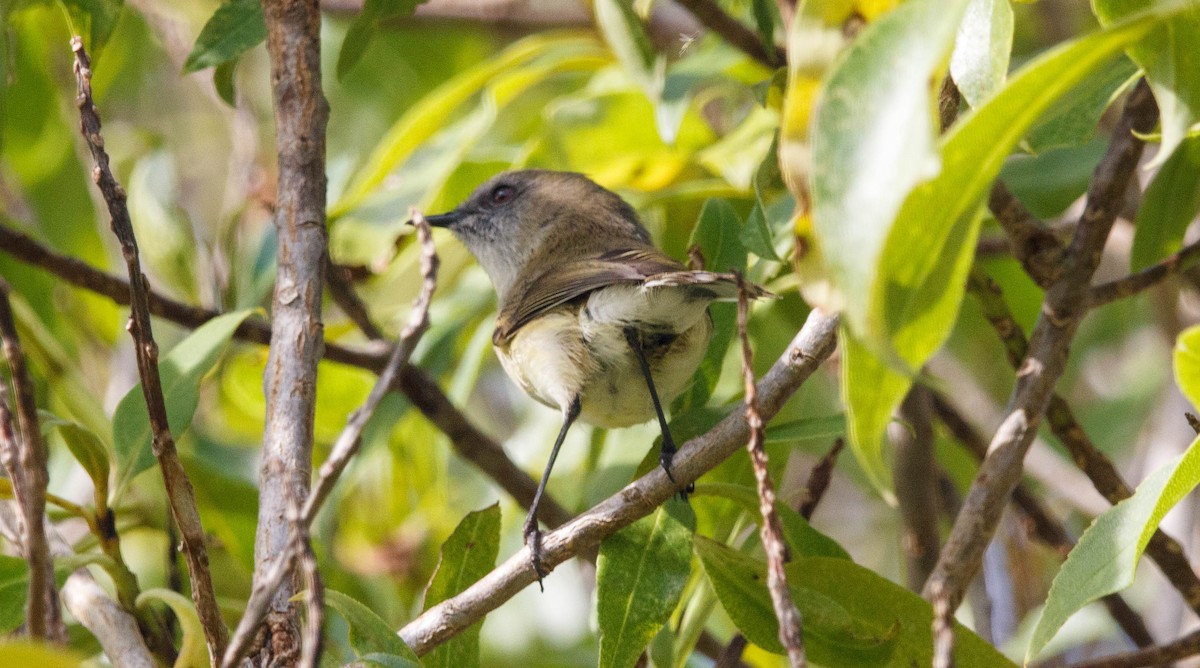 Gray Gerygone - ML619869924