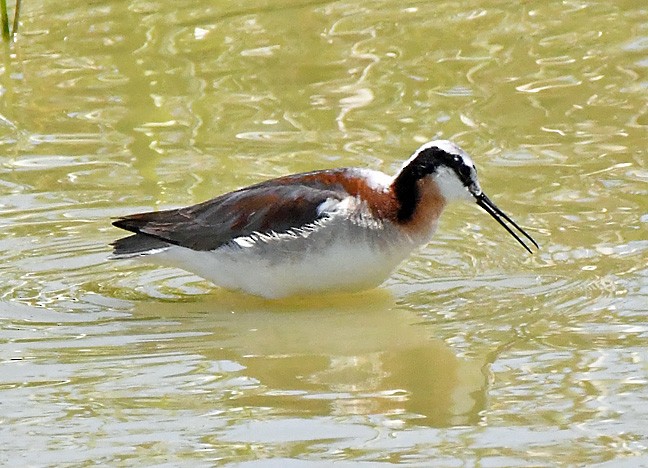 Wilson's Phalarope - ML619869939