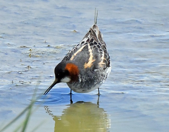 Red-necked Phalarope - ML619869943