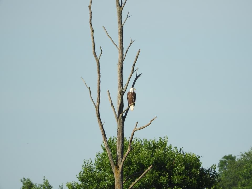 Bald Eagle - ML619869976