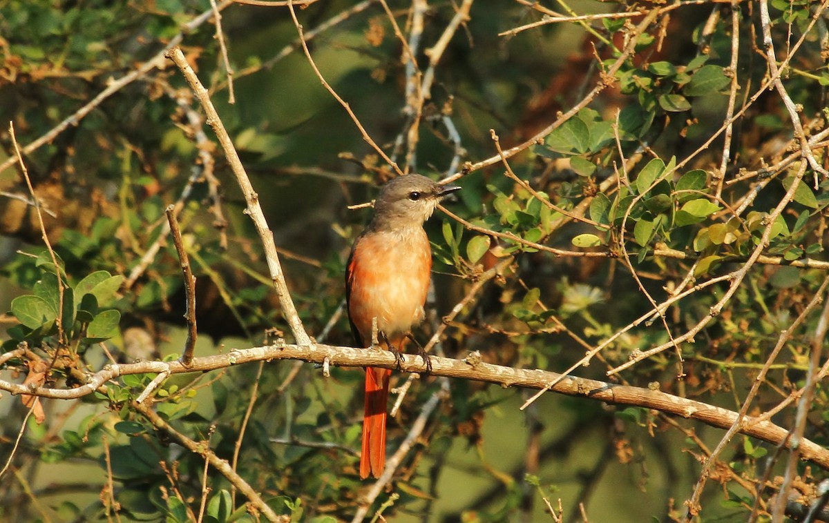 Brown-rumped Minivet - ML619869981