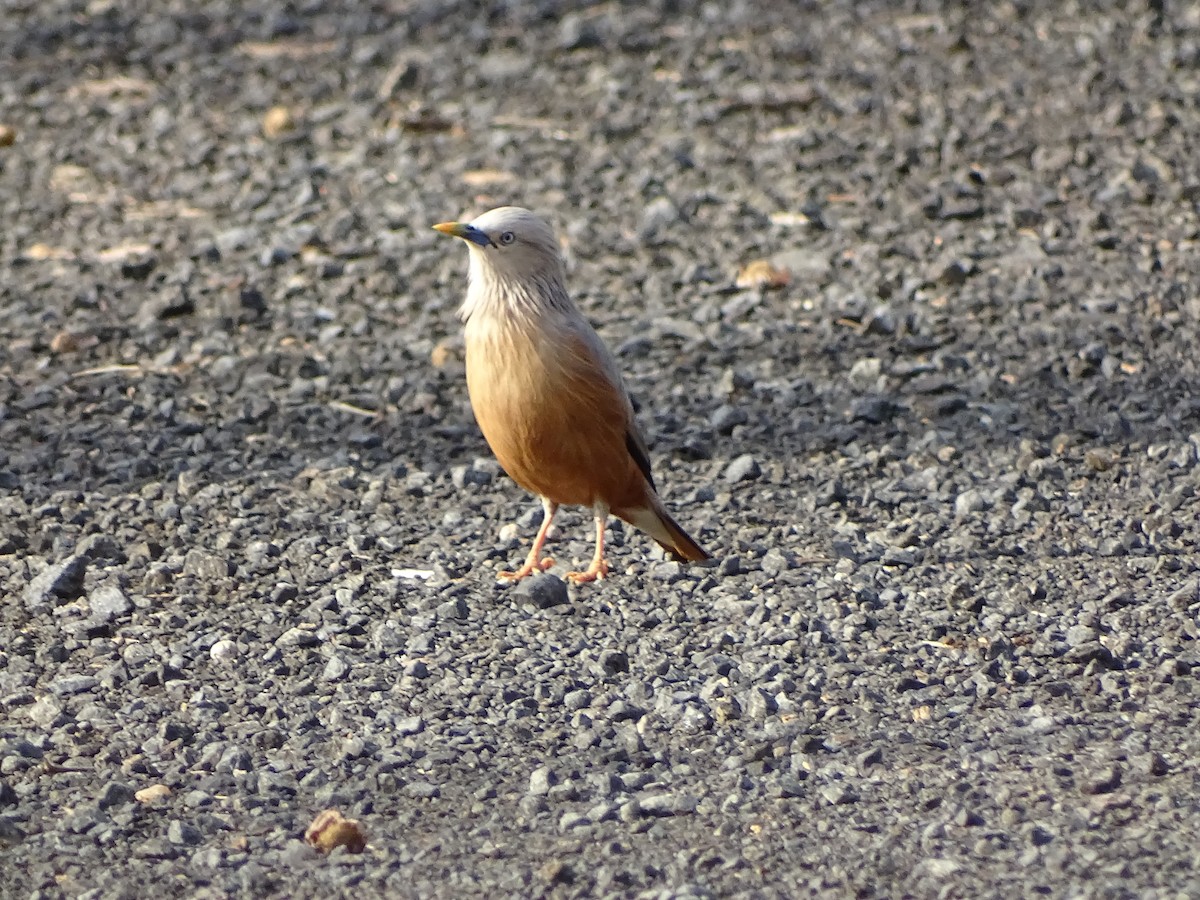 Chestnut-tailed Starling - ML619869985