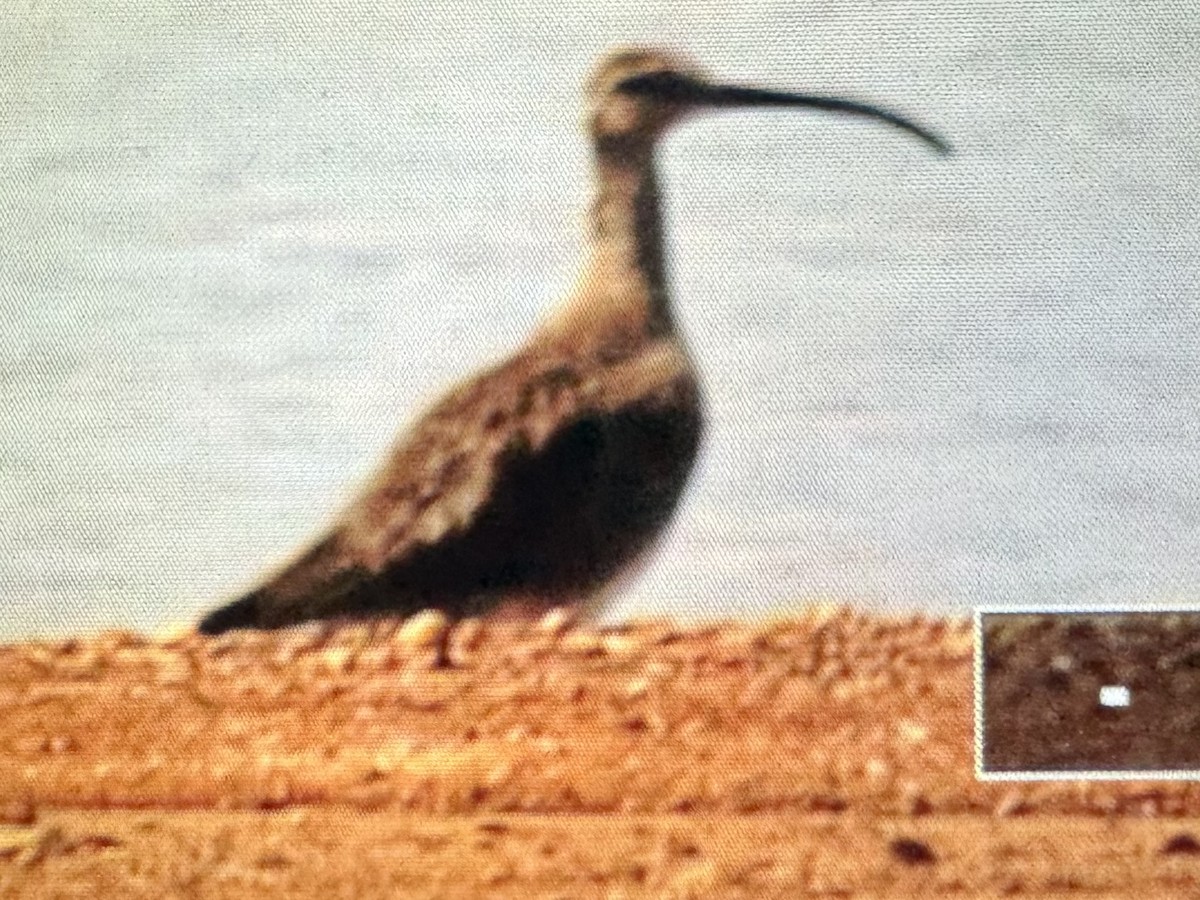 Whimbrel - ML619869992