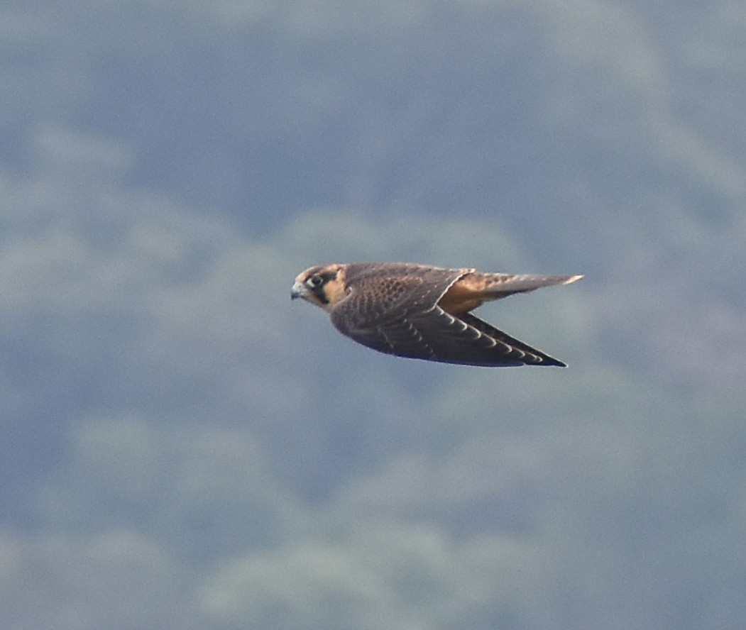 Peregrine Falcon (Shaheen) - ML619869997