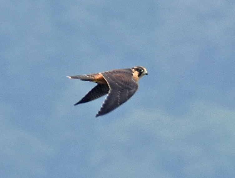 Peregrine Falcon (Shaheen) - ML619869998