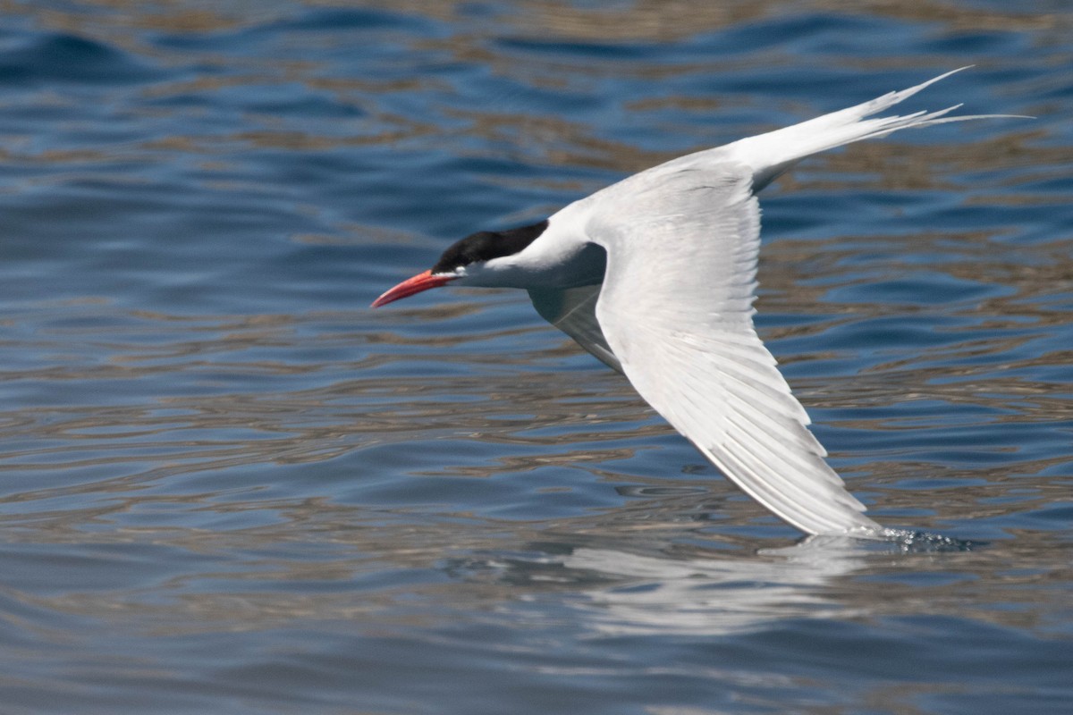 South American Tern - Denis Corbeil
