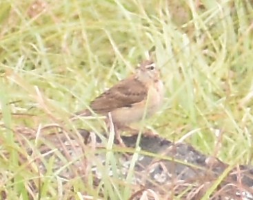 pipit sp. - ML619870001