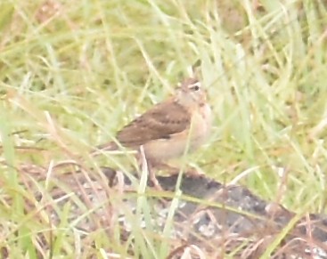 Bisbita (Anthus) sp. - ML619870001