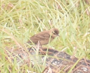 pipit sp. - ML619870002