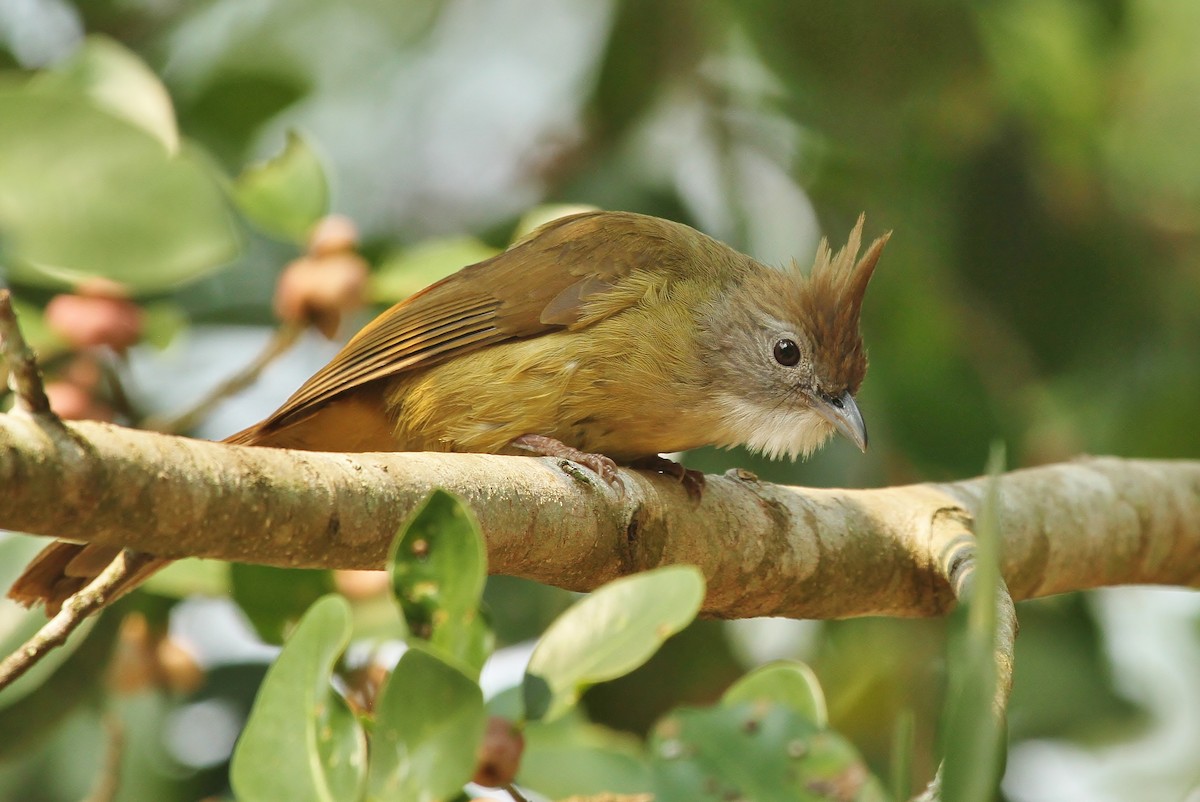 Puff-throated Bulbul - ML619870006