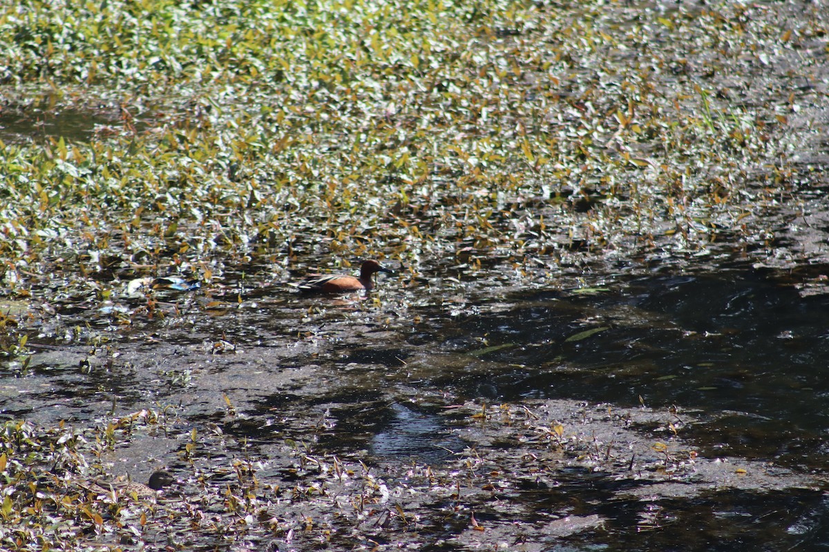 Cinnamon Teal - Kris Christiansen