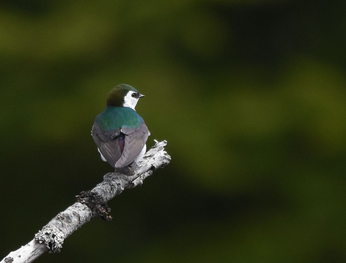 Violet-green Swallow - ML619870017