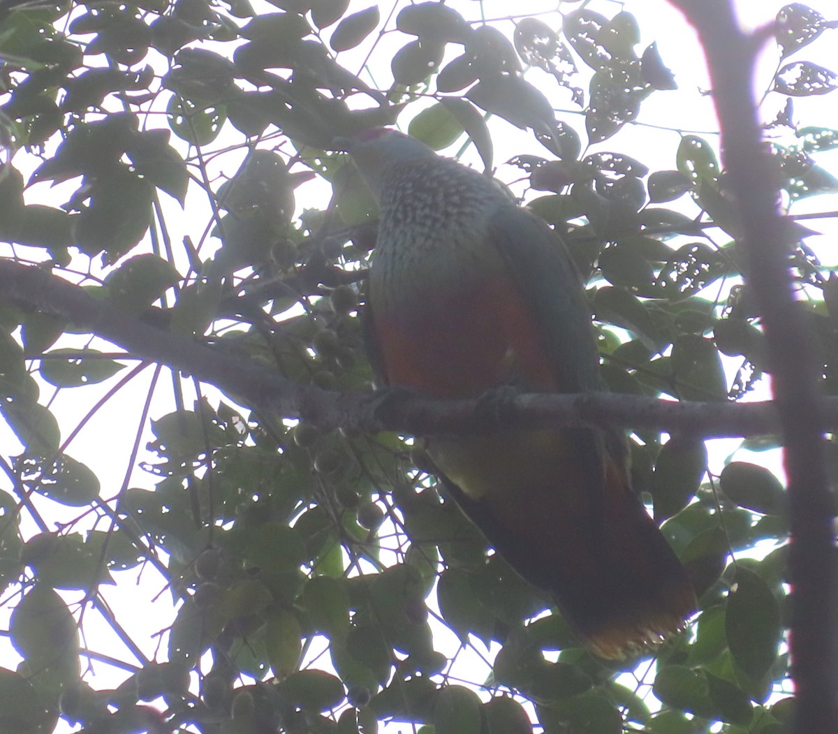 Rose-crowned Fruit-Dove - ML619870026