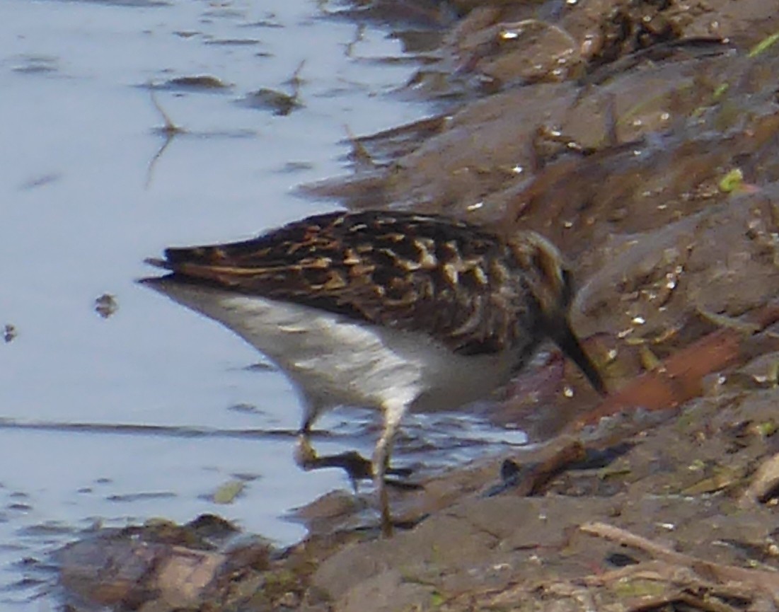 Least Sandpiper - ML619870028