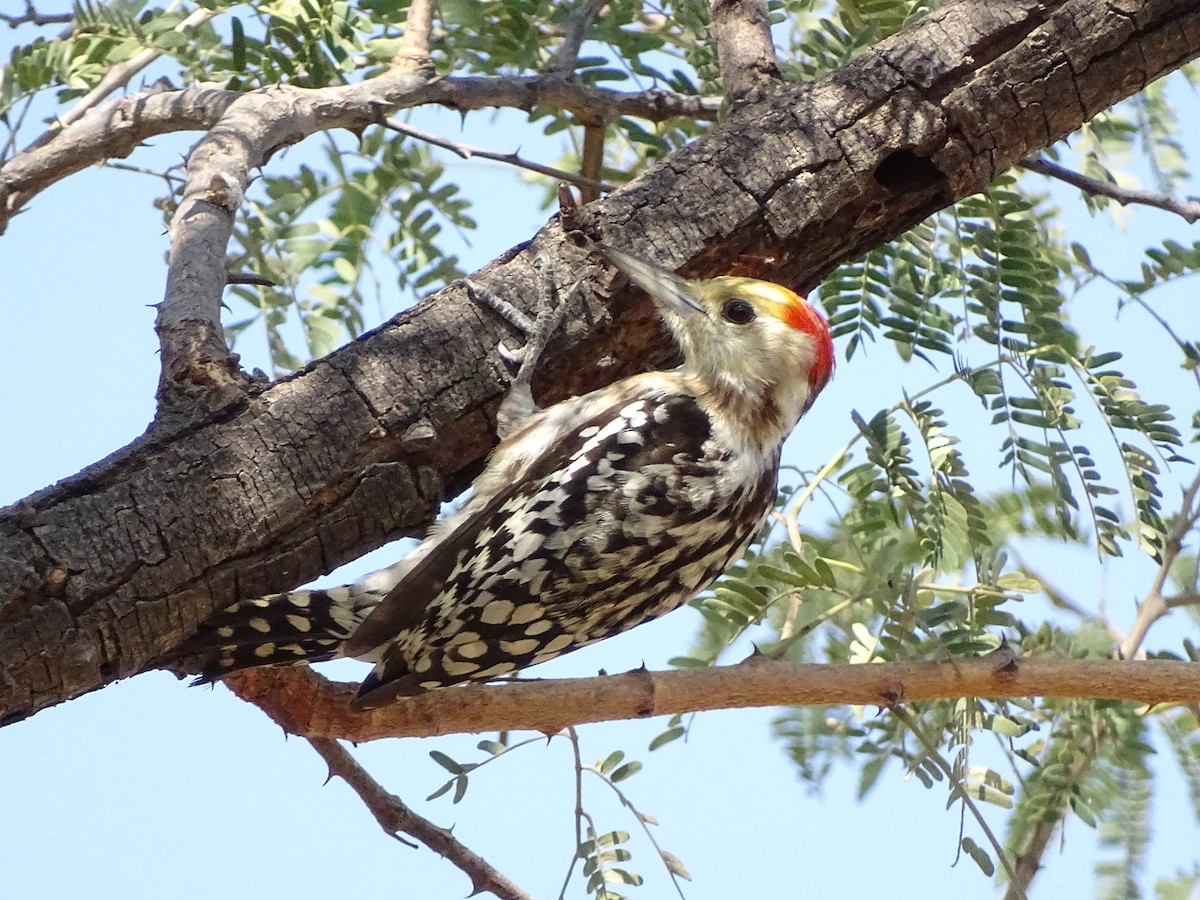 Yellow-crowned Woodpecker - ML619870034