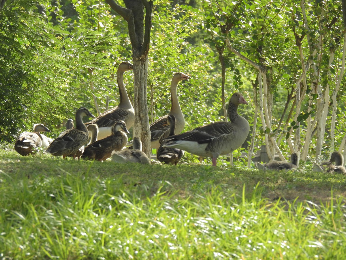 Graylag Goose - ML619870080