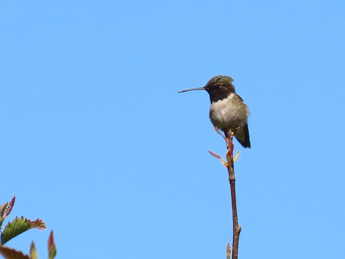 Black-chinned Hummingbird - ML619870084