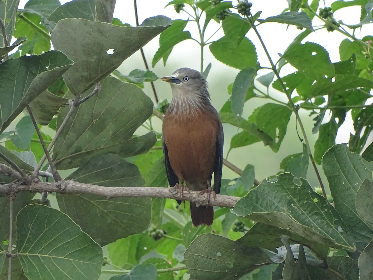Chestnut-tailed Starling - ML619870085