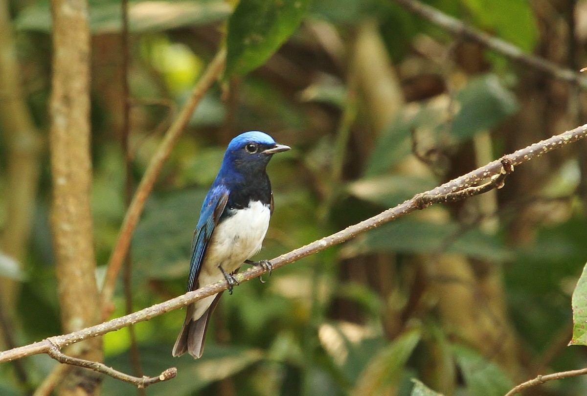Blue-and-white Flycatcher - ML619870091