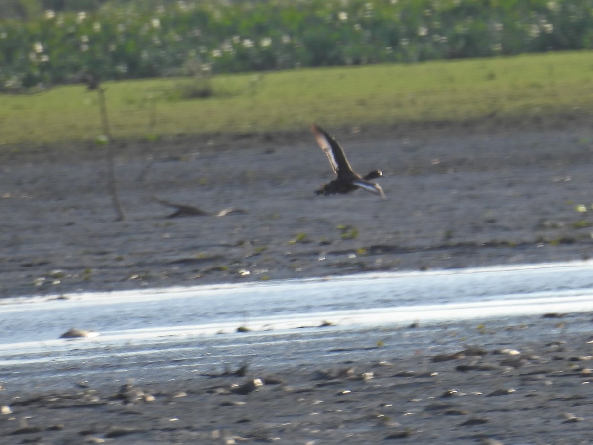 Greater Scaup - ML619870092