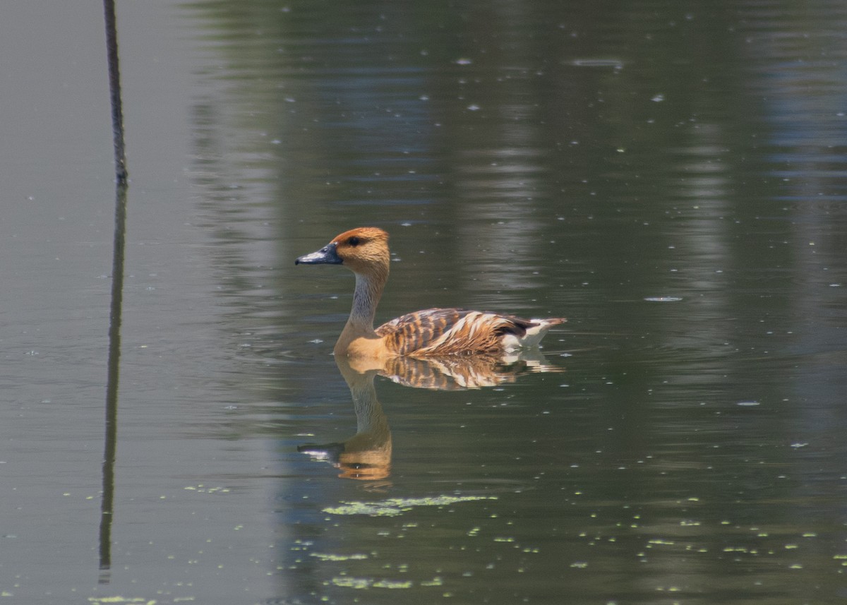 Fulvous Whistling-Duck - ML619870104