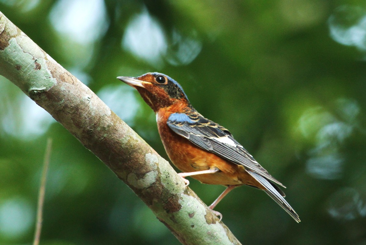 White-throated Rock-Thrush - ML619870110