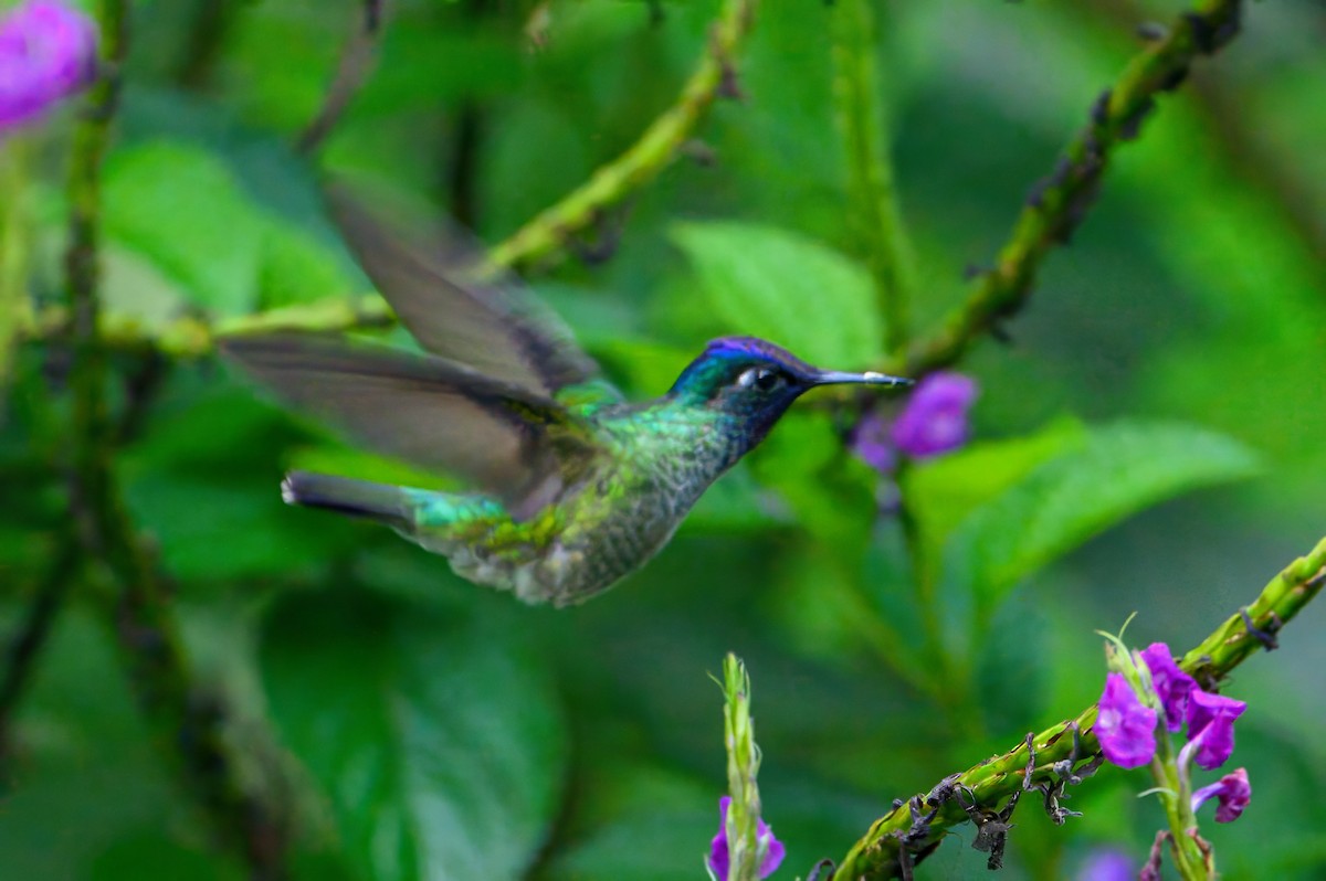 Violet-headed Hummingbird - ML619870111