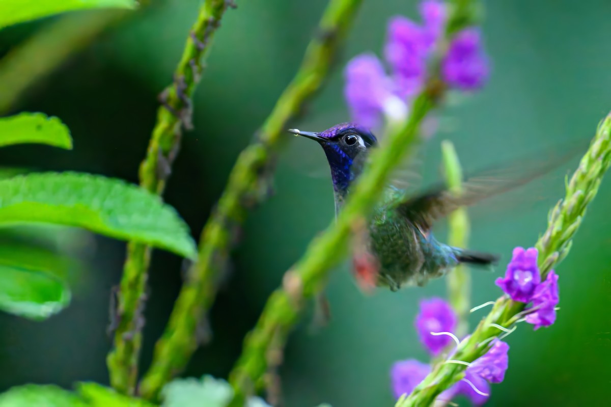 kolibřík fialovohlavý - ML619870113