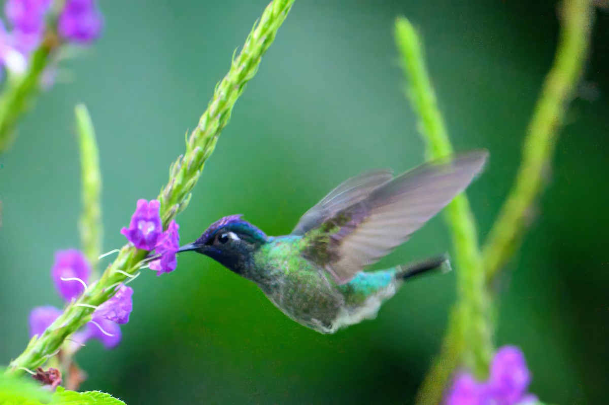kolibřík fialovohlavý - ML619870114
