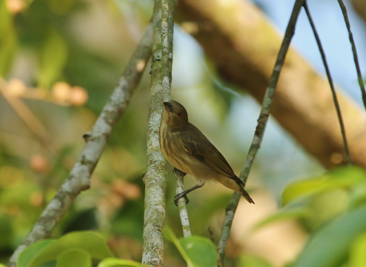 Thick-billed Flowerpecker - ML619870139