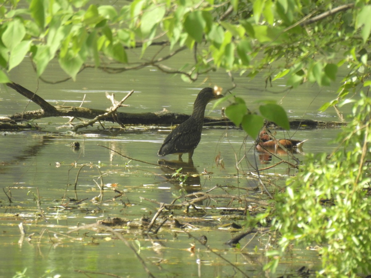 Ferruginous Duck - ML619870140