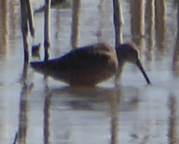 Long-billed Dowitcher - ML619870151