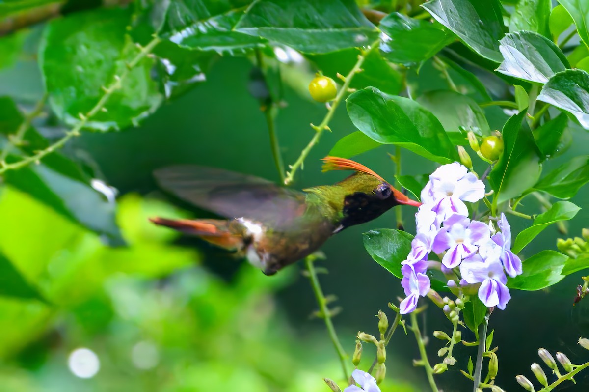 Rufous-crested Coquette - ML619870152