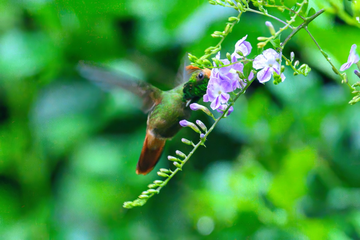 Rufous-crested Coquette - ML619870154