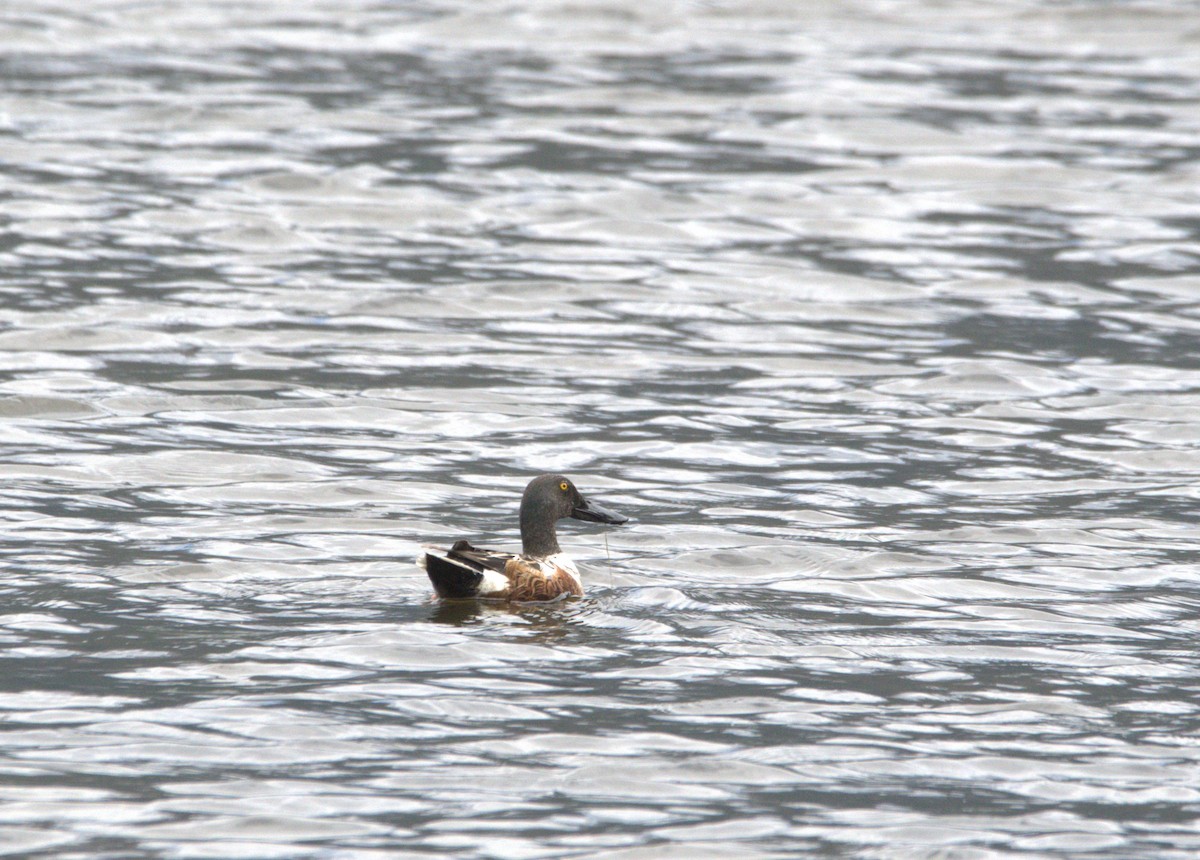 Northern Shoveler - ML619870161