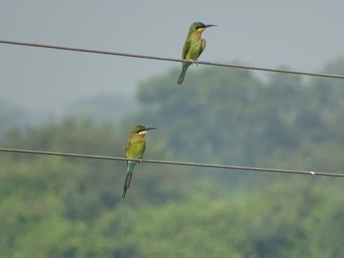 Blue-tailed Bee-eater - ML619870163
