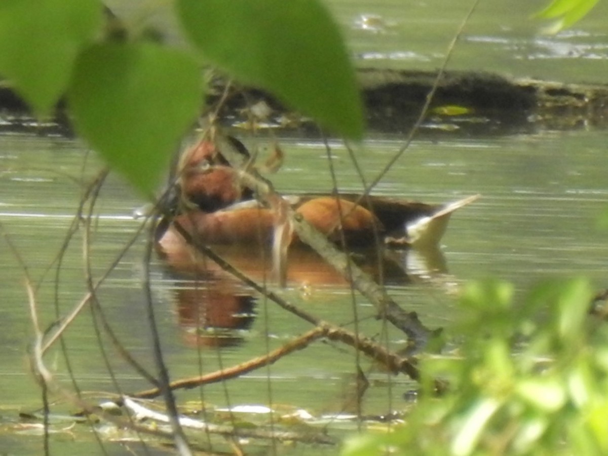 Ferruginous Duck - ML619870165