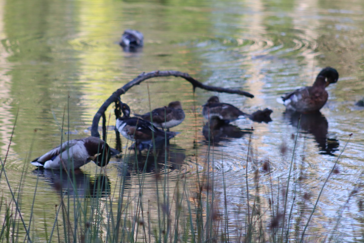 Hooded Merganser - ML619870184