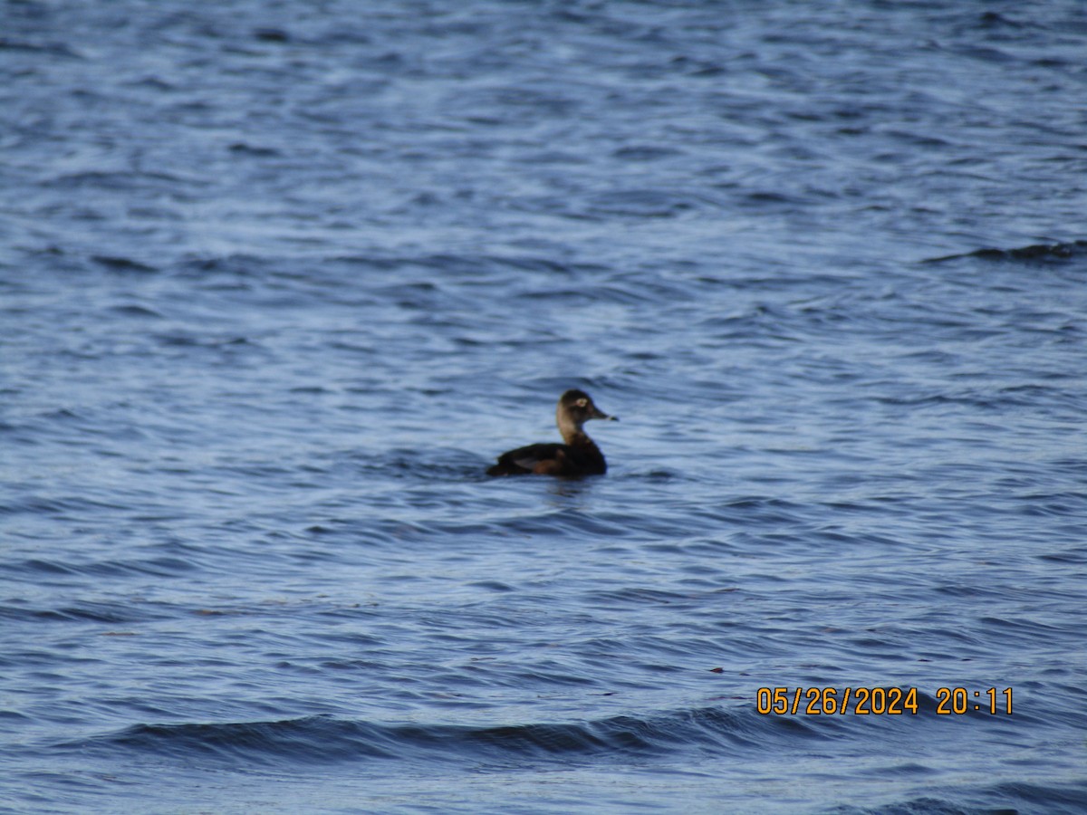 Ring-necked Duck - ML619870192