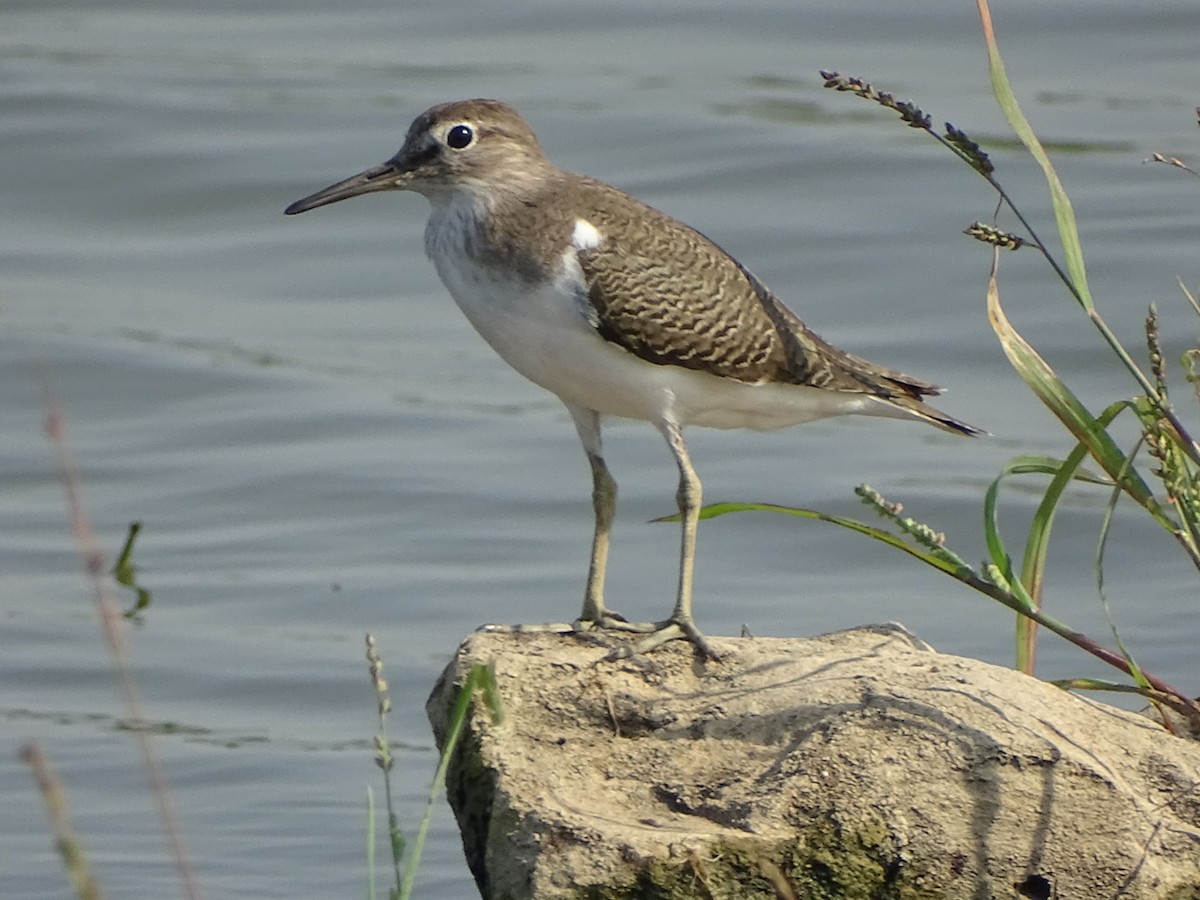 Common Sandpiper - ML619870196