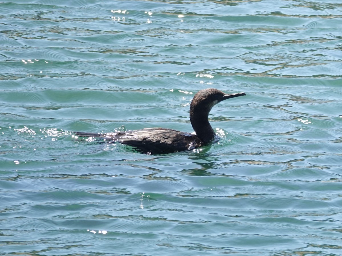 Brandt's Cormorant - ML619870205