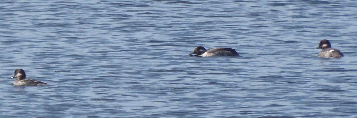 Bufflehead - ML619870206
