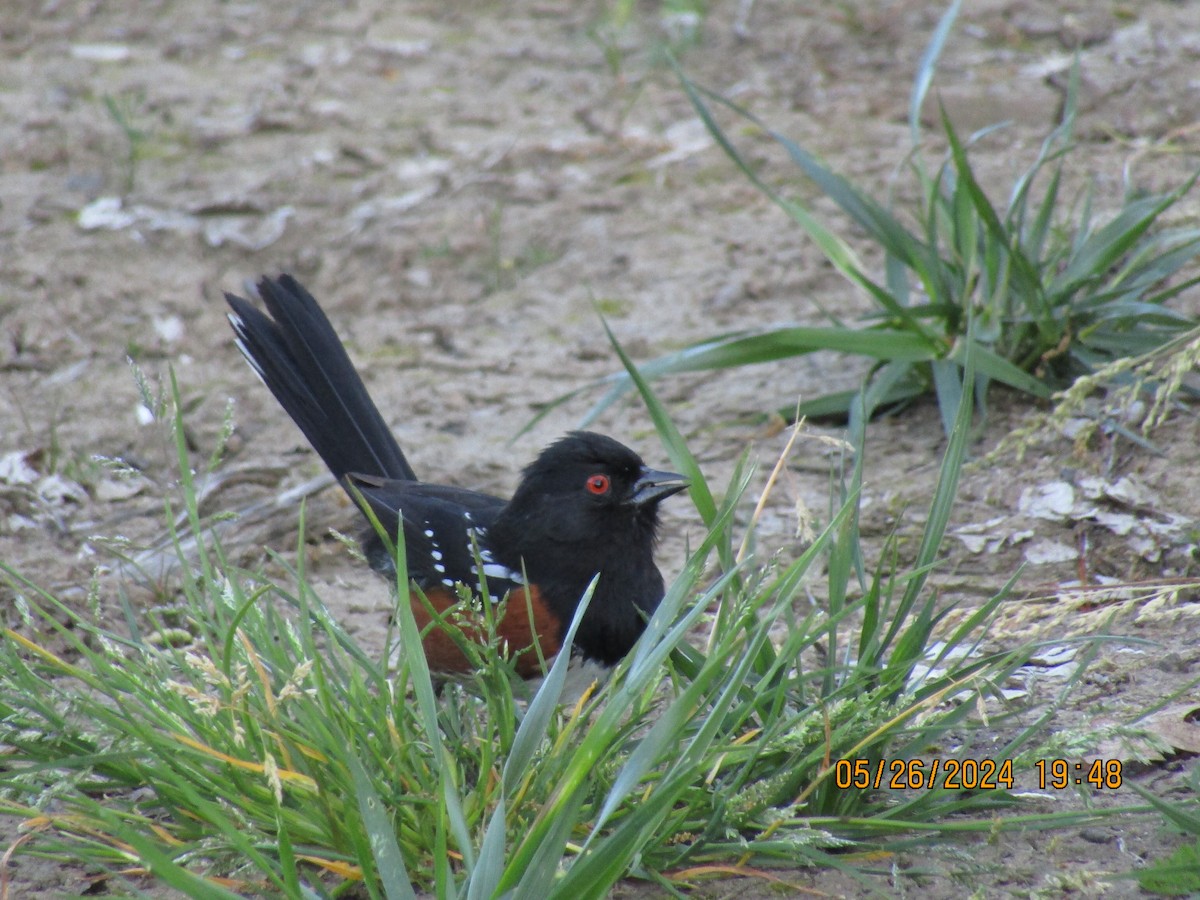 Spotted Towhee - ML619870208