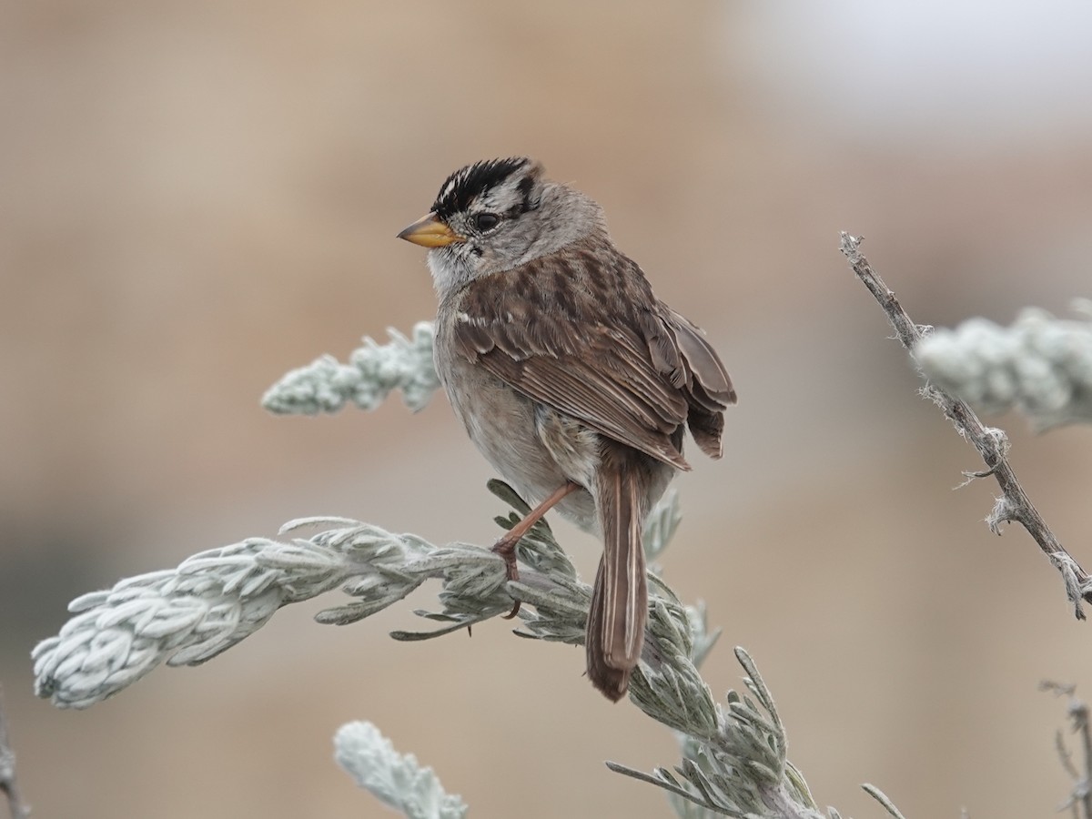 White-crowned Sparrow (nuttalli) - ML619870214