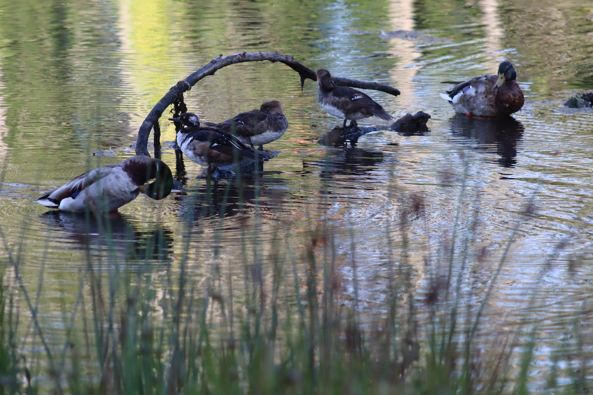 Hooded Merganser - ML619870220