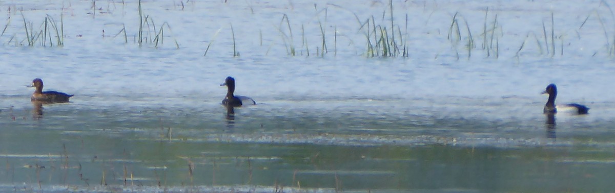 Greater/Lesser Scaup - ML619870247