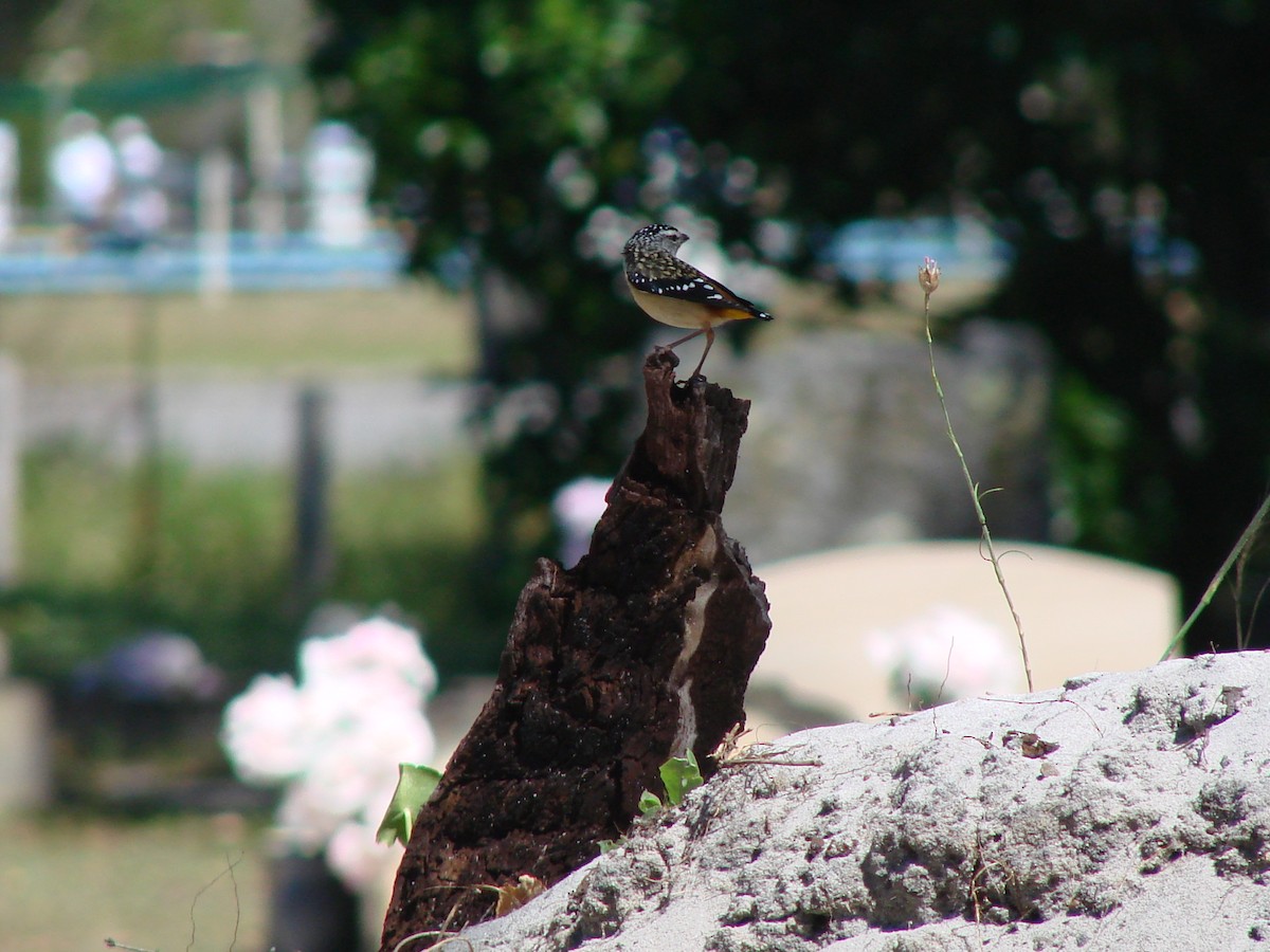 Spotted Pardalote - ML619870251