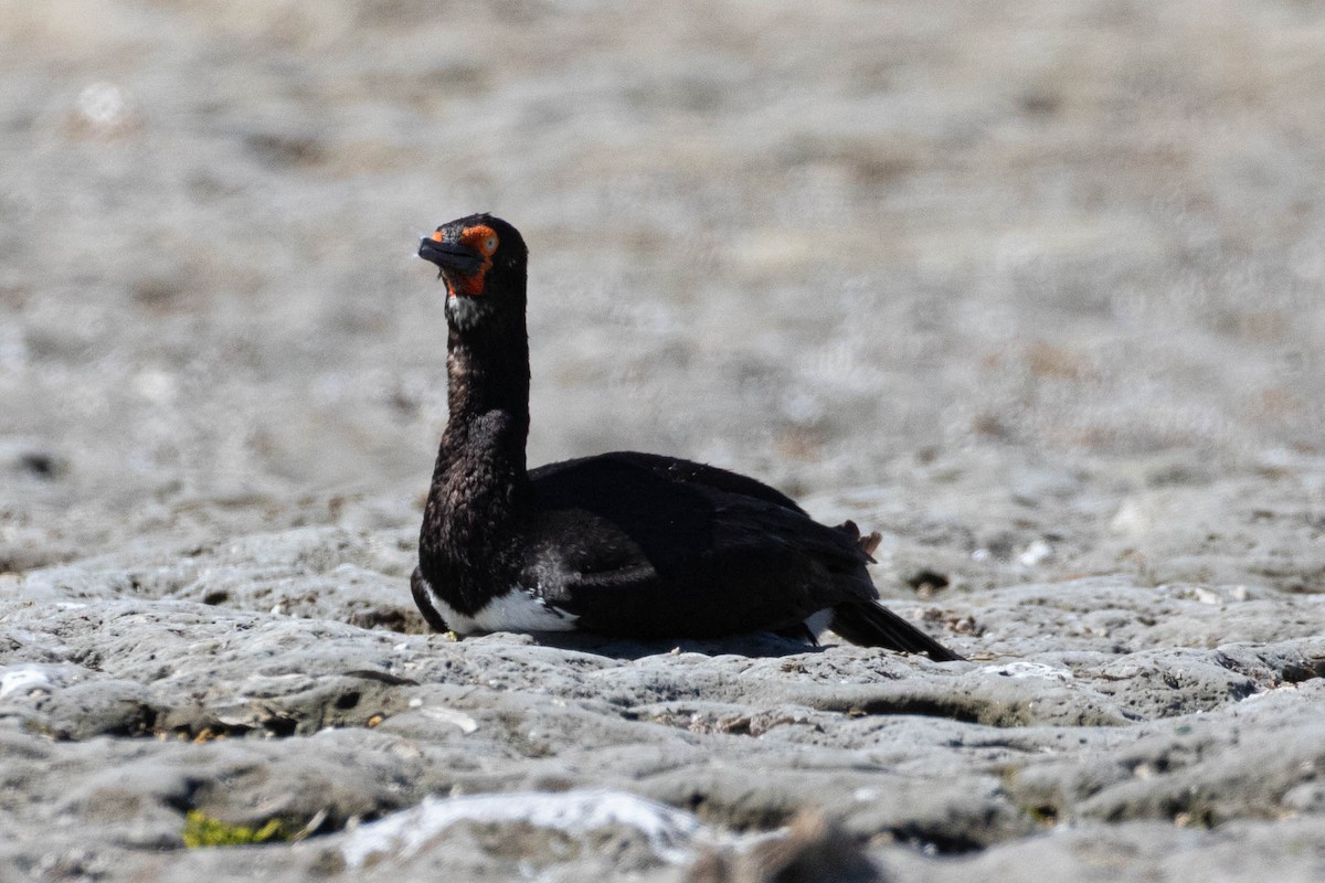 Magellanic Cormorant - Denis Corbeil