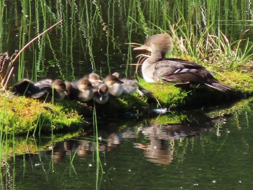 Hooded Merganser - ML619870274