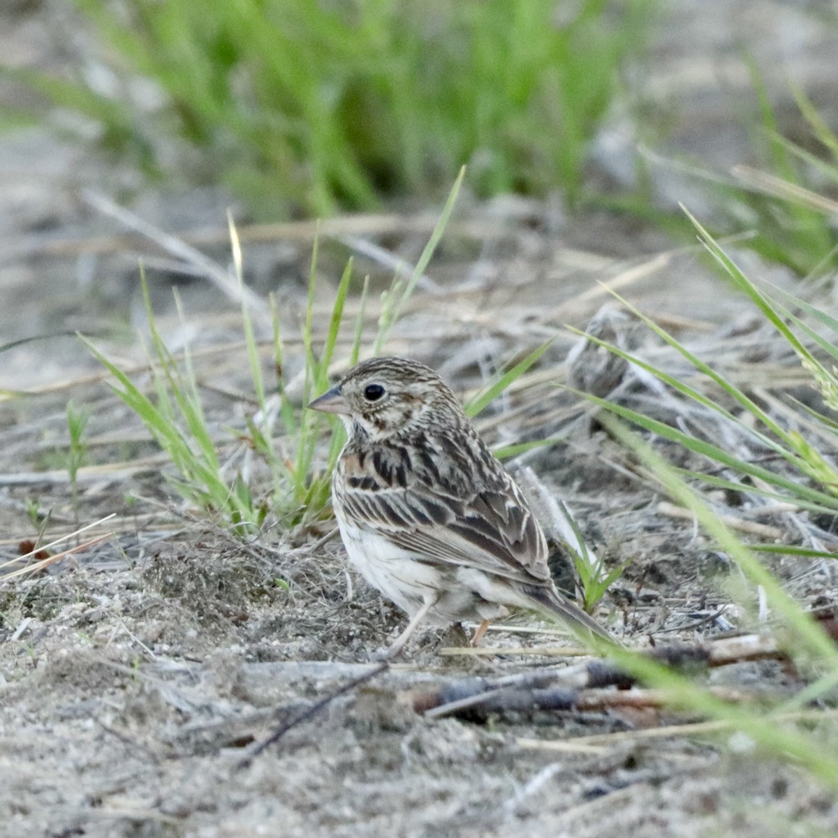 Vesper Sparrow - ML619870276